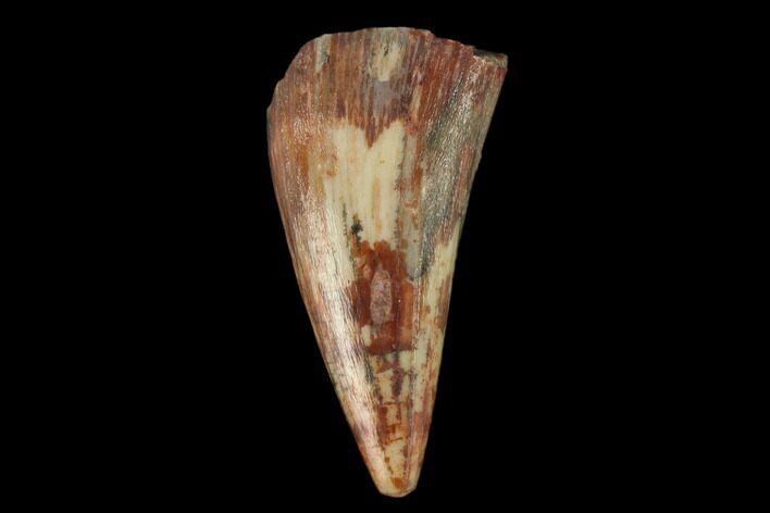 Fossil Phytosaur Tooth - New Mexico #133359